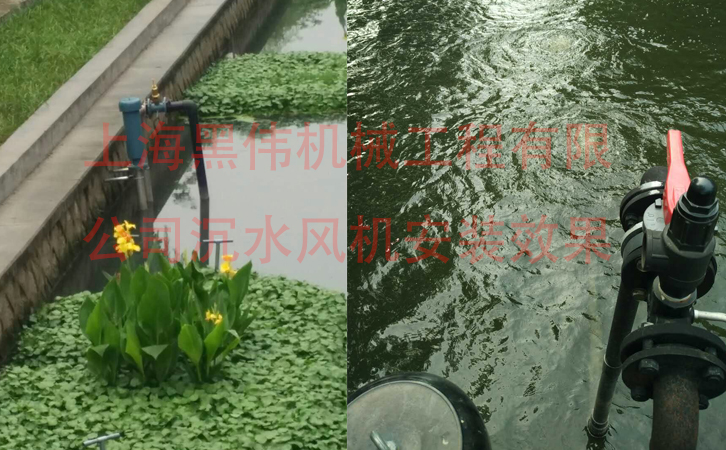 沉水黄瓜视频在线下载效果